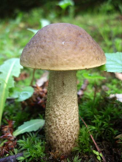 kozák hrabový Leccinum pseudoscabrum (Kallenb.) Šutara