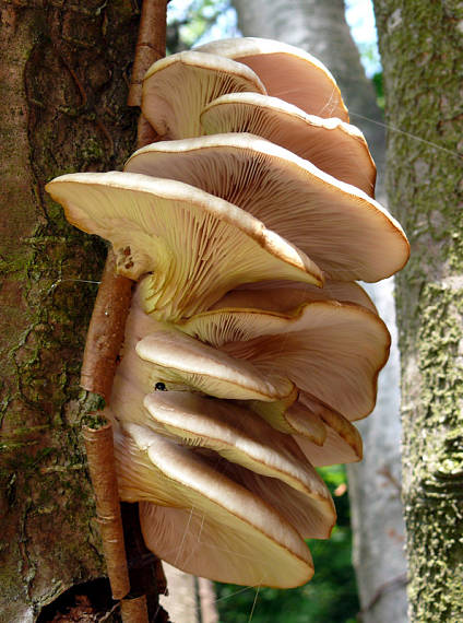 hliva buková Pleurotus pulmonarius (Fr.) Quél.