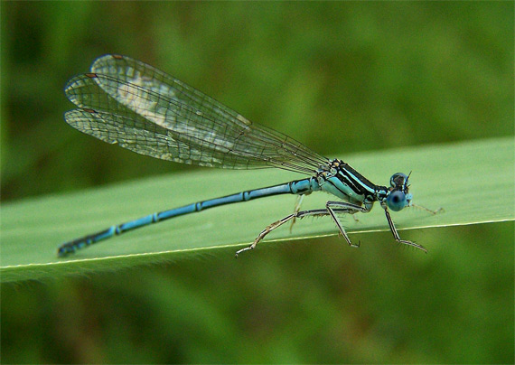 šidielko obyčajné Coenagrion puella