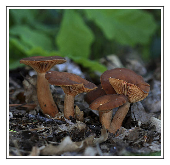 rýdzik ryšavý Lactarius rufus (Scop.) Fr.