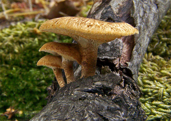 trúdnik plástovitý Lentinus arcularius (Batsch) Zmitr.