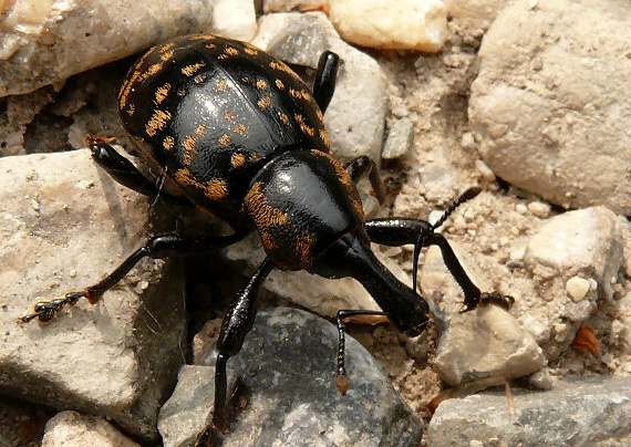 tvrdoň deväťsilový Liparus glabrirostris