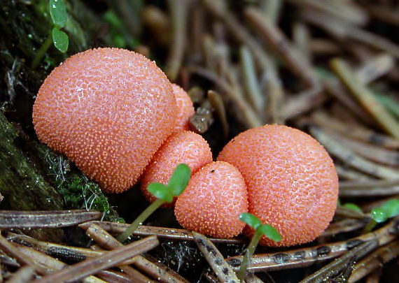 vlčinka červená Lycogala epidendrum (J.C. Buxb. ex L.) Fr.