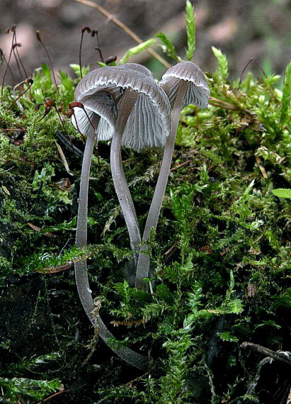 prilbička Mycena sp.