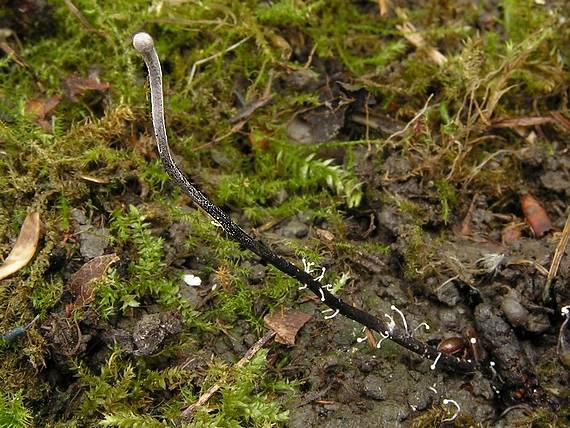 žezlovka - Housenice střevlíková Ophiocordyceps entomorrhiza (Dicks.) G.H. Sung, J.M. Sung, Hywel-Jones & Spatafora