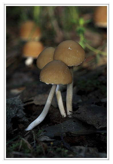 drobuľka Psathyrella sp.