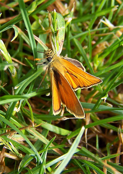 súmračník metlicový Thymelicus sylvestris