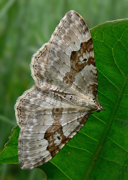 piadivka štiavcová Xanthorhoe montanata