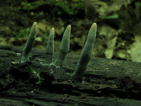 drevnatec Xylaria sp.