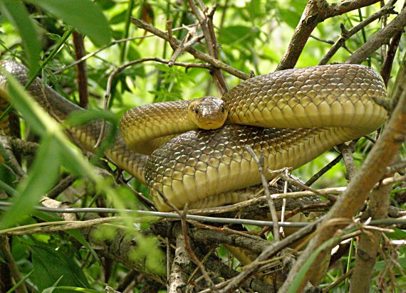 užovka stromová Zamenis longissimus