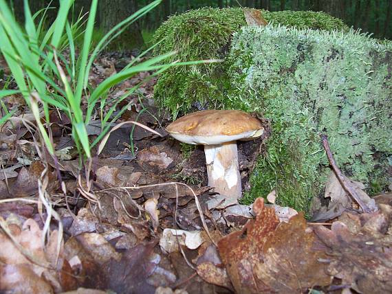 hríb dubový boletus reticulatus Schaeff.