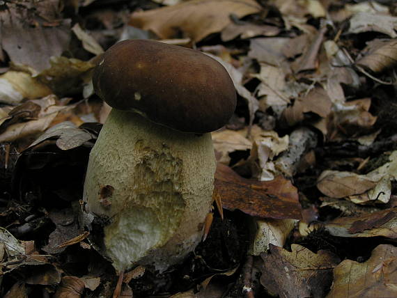 hríb dubový Boletus reticulatus Schaeff.