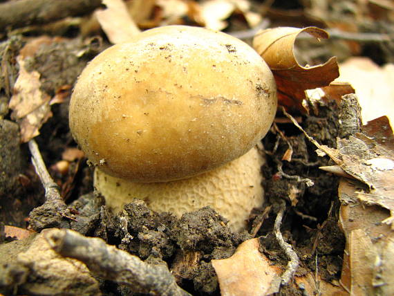 hríb dubový Boletus reticulatus Schaeff.