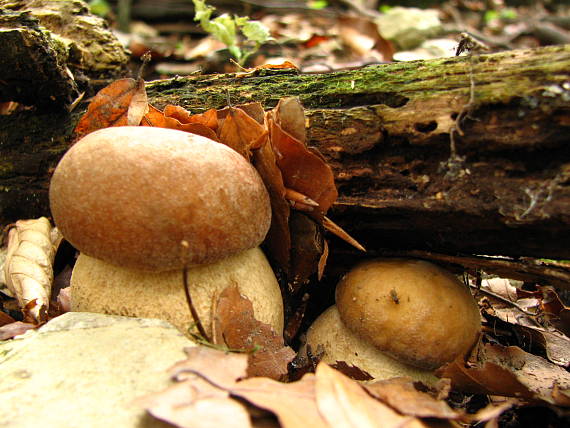 hríb dubový Boletus reticulatus Schaeff.