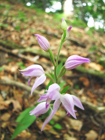 prilbovka červená Cephalanthera rubra (L.) Rich.