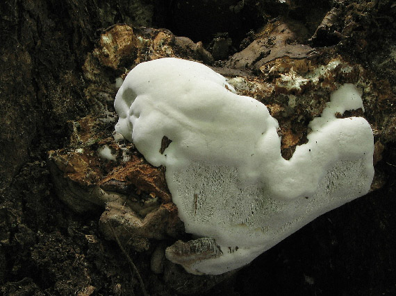 lesklokôrovka plochá Ganoderma applanatum (Pers.) Pat.