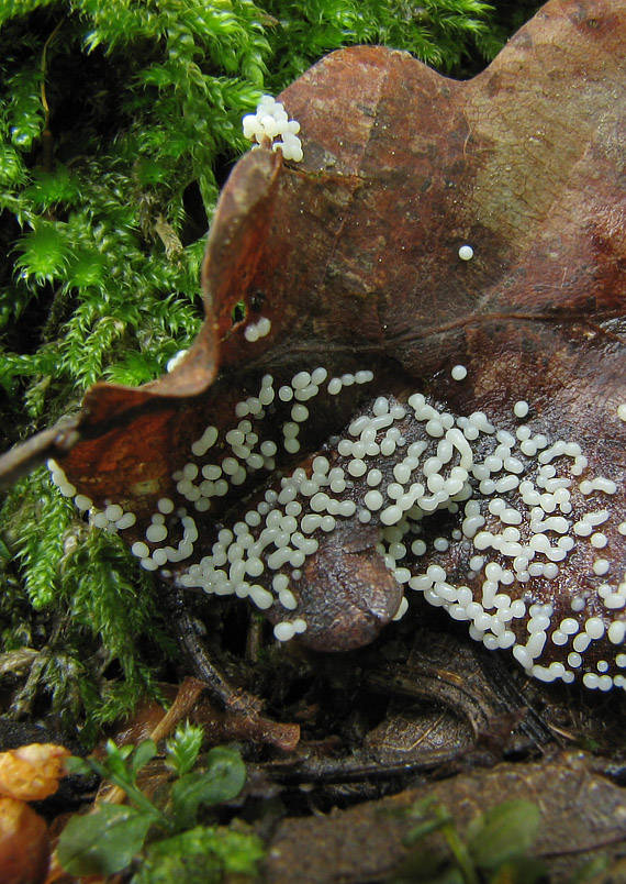 slizovka Myxomycetes