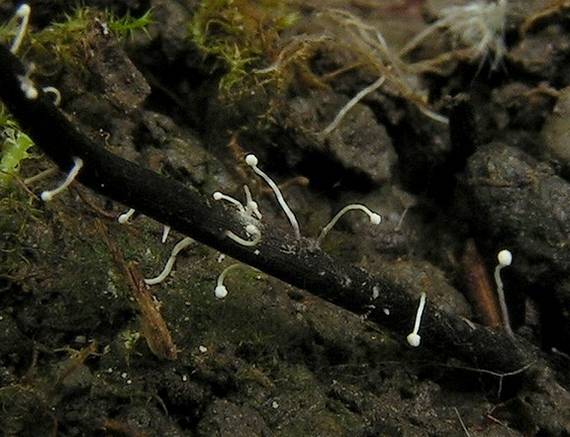 žezlovka - Housenice střevlíková Ophiocordyceps entomorrhiza (Dicks.) G.H. Sung, J.M. Sung, Hywel-Jones & Spatafora
