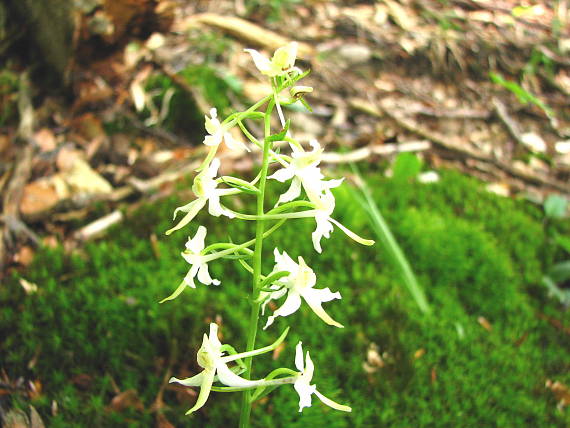 vemenník dvojlistý Platanthera bifolia (L.) Rich.