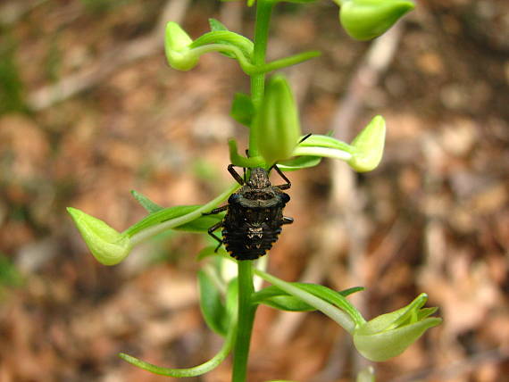 vemenník dvojlistý + bzdocha Platanthera bifolia