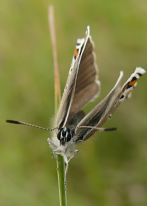 modráčik obyčajný Polyomattus icarus