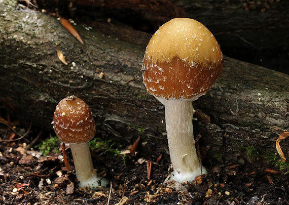 drobuľka Psathyrella sp.