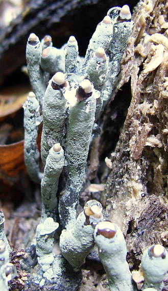 drevnatec Xylaria sp.