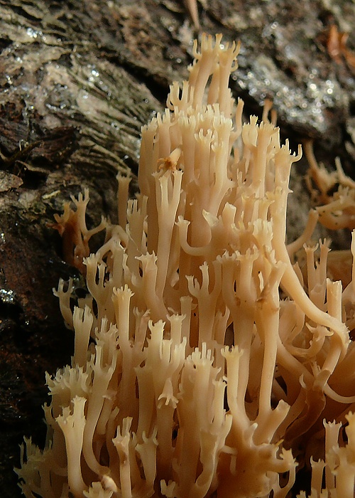 korunovec svietnikovitý Artomyces pyxidatus (Pers.) Jülich