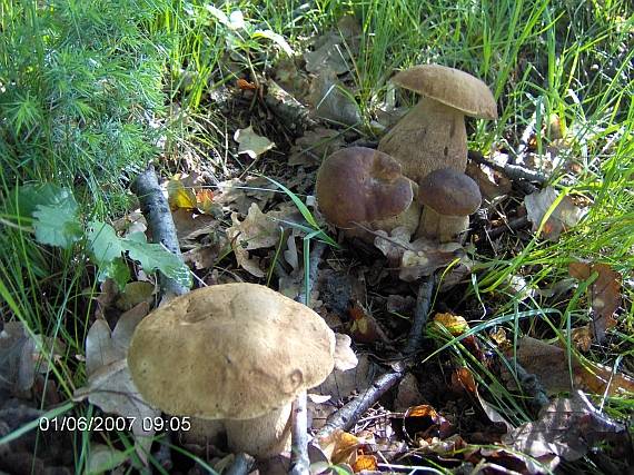 hríb dubový Boletus reticulatus Schaeff.