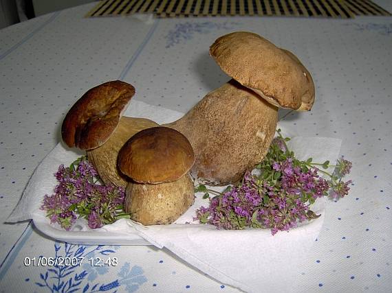 hríb dubový Boletus reticulatus