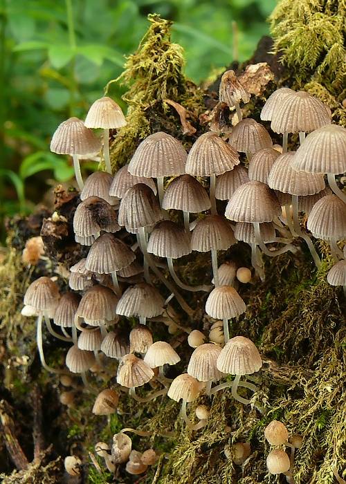 hnojník rozsiaty Coprinellus disseminatus (Pers.) J.E. Lange