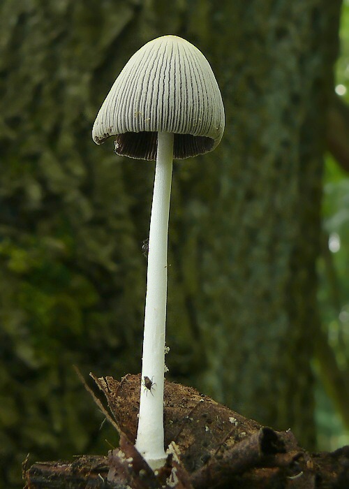 hnojník Coprinus sp.