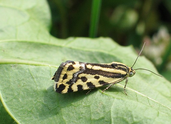 morička pupencová Emmelia trabealis