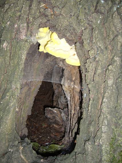 sírovec obyčajný Laetiporus sulphureus (Bull.) Murrill