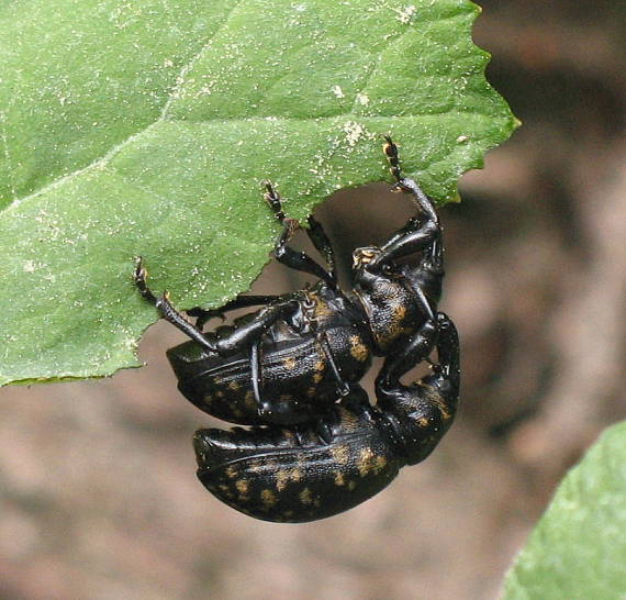 tvrdoň deväťsilový Liparus glabrirostris