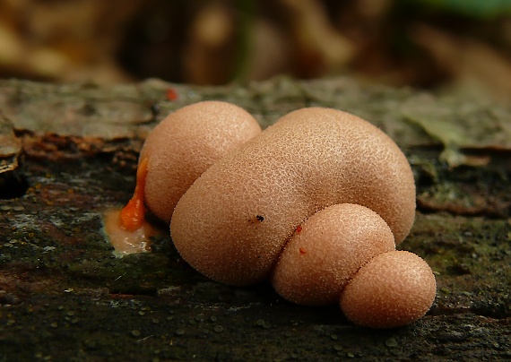 vlčinka červená Lycogala epidendrum (J.C. Buxb. ex L.) Fr.