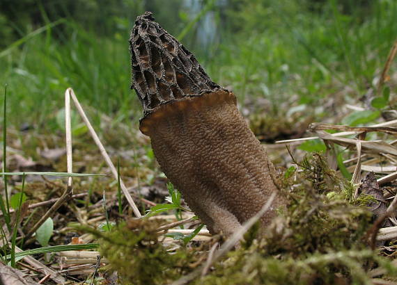 smrčok Morchella sp.