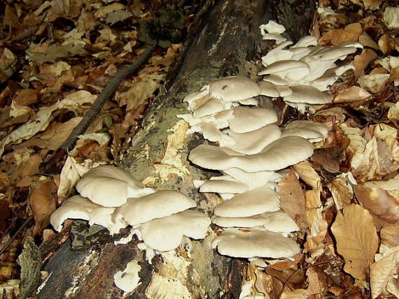 hliva buková Pleurotus pulmonarius (Fr.) Quél.