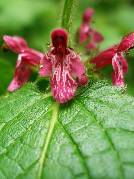 čistec lesný Stachys sylvatica L.