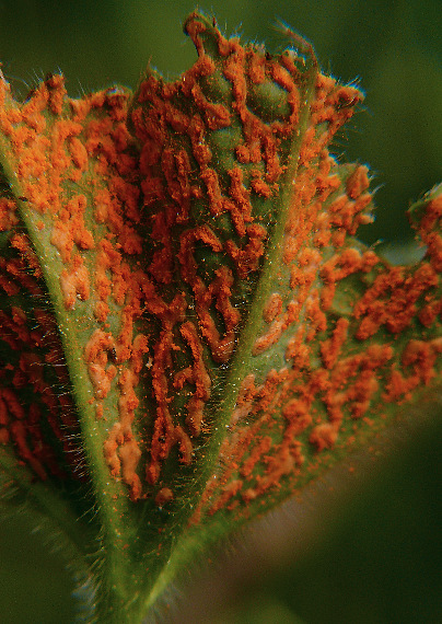 drobnospórka alchemilková Trachyspora intrusa (Grev.) Arthur