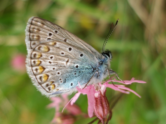 modráčik obyčajný polyommatus icarus