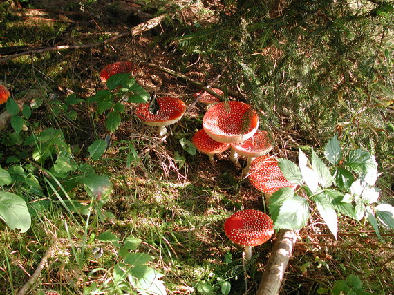 muchotrávka červená Amanita muscaria (L.) Lam.