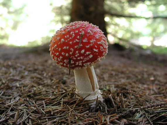 muchotrávka červená Amanita muscaria (L.) Lam.