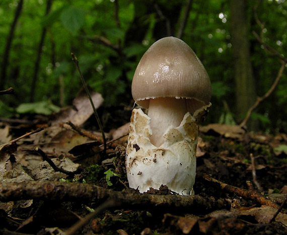 muchotrávka pošvatá Amanita vaginata (Bull.) Lam.