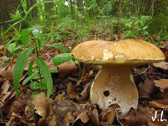 hřib dubový Boletus aestivalis