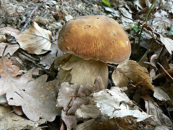 hríb dubový Boletus reticulatus Schaeff.