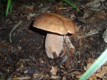 hríb dubový Boletus reticulatus Schaeff.