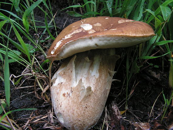 hríb dubový Boletus reticulatus Schaeff.