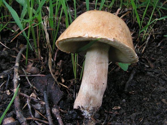 hríb Boletus sp.