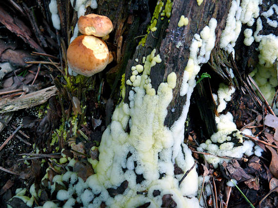 rohačka Ceratiomyxa fruticulosa var. porioides